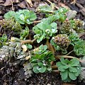 Corydalis solida