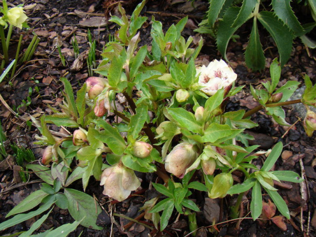 Helleborus x hybridus