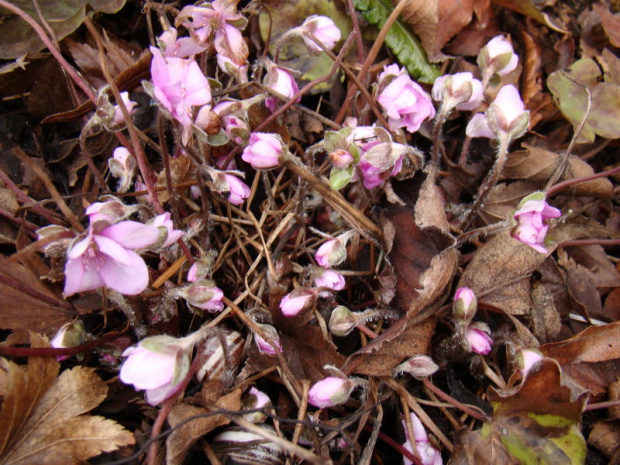 Hepatica nobilis