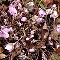 Hepatica nobilis