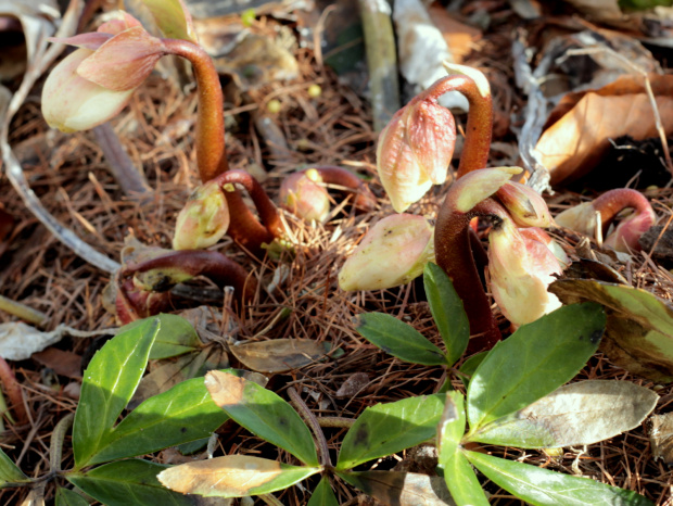 Helleborus niger