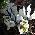 Iris 'Katharine Hodgkin'