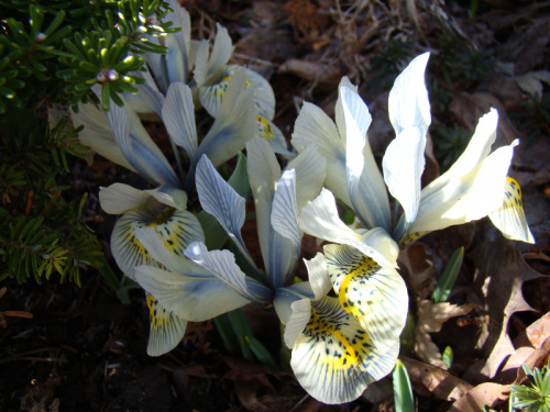 Iris 'Katharine Hodgkin'