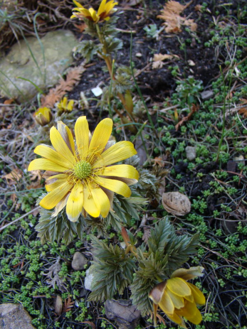 Adonis amurensis