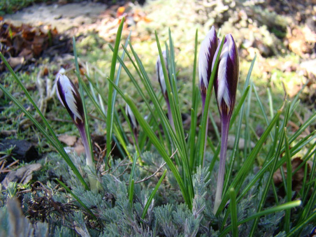 Crocus minimus