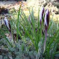 Crocus minimus