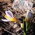 Crocus sieberi 'Ronald Ginns'