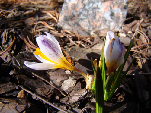 Crocus sieberi 'Ronald Ginns'