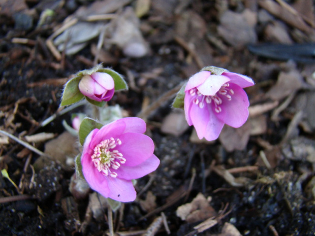 Hepatica nobilis