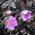 Hepatica nobilis