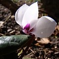 Cyclamen coum