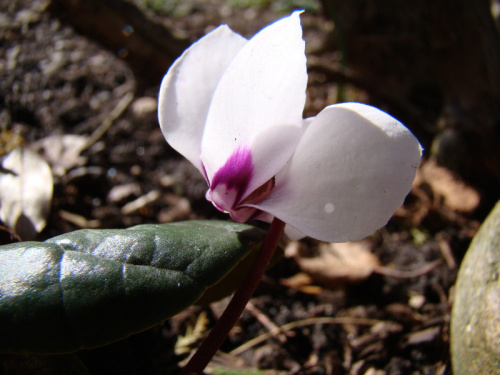 Cyclamen coum