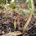 Erythronium caucasicum