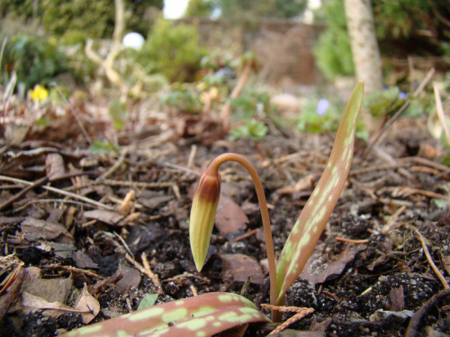 Erythronium caucasicum