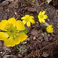 Eranthis cilicica