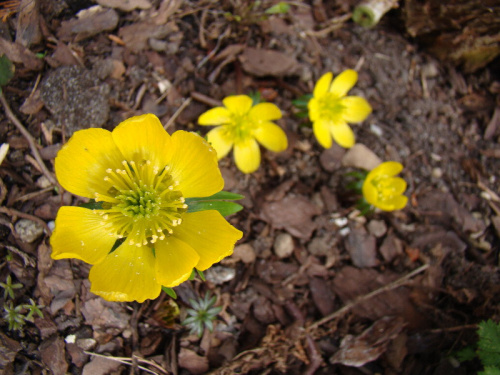 Eranthis cilicica