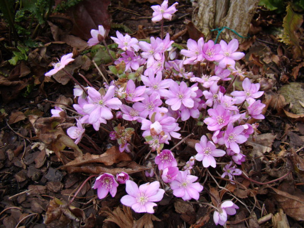 Hepatica nobilis forma rosea