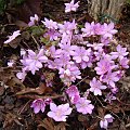 Hepatica nobilis forma rosea