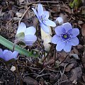 Hepatica transsylvanica 'Blue strain'