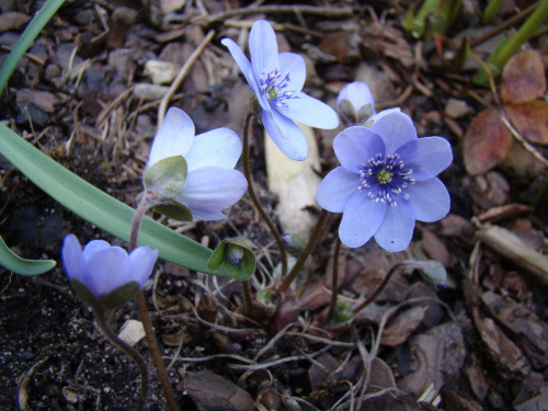 Hepatica transsylvanica 'Blue strain'