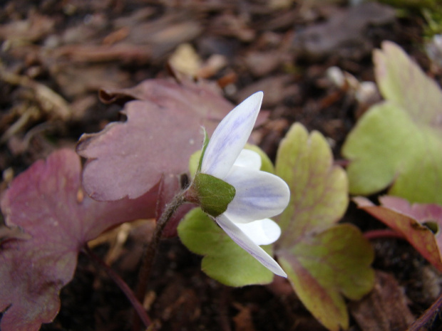 Hepatica transsylvanica 'Alba'