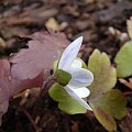 Hepatica transsylvanica 'Alba'