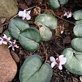 cyclamen coum.