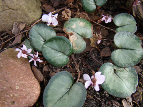 cyclamen coum.