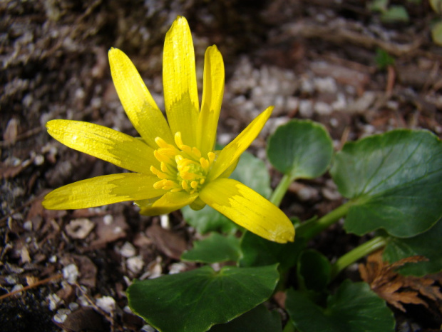 Ranunculus kochii