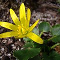 Ranunculus kochii