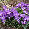 Crocus tommasinianus 'Ruby Giant'