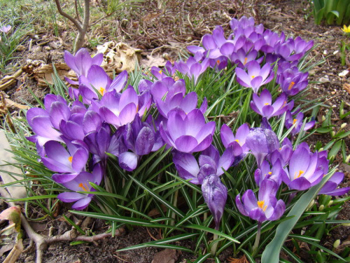 Crocus tommasinianus 'Ruby Giant'