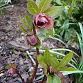 helleborus od Ali, siewka