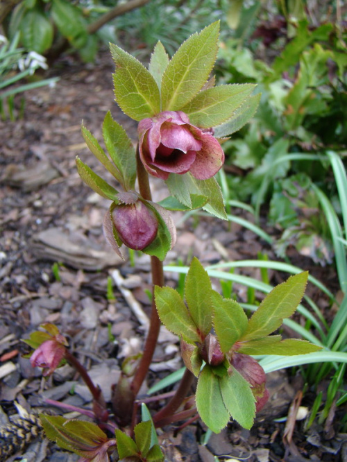 helleborus od Ali, siewka