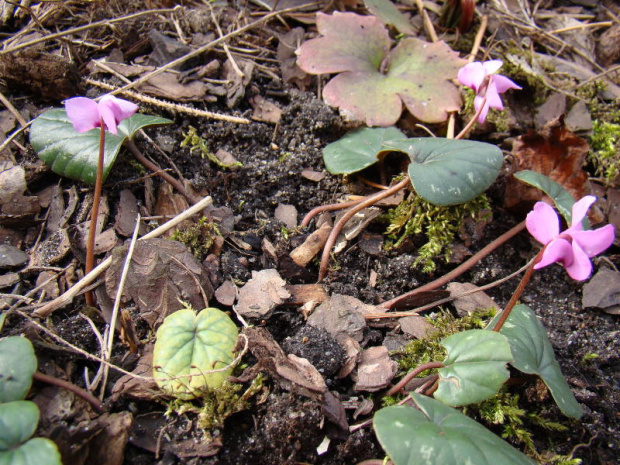 cyclamen coum.