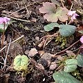 cyclamen coum.