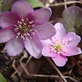 Hepatica nobilis