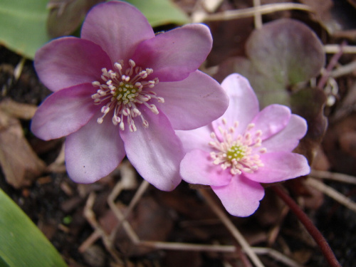 Hepatica nobilis