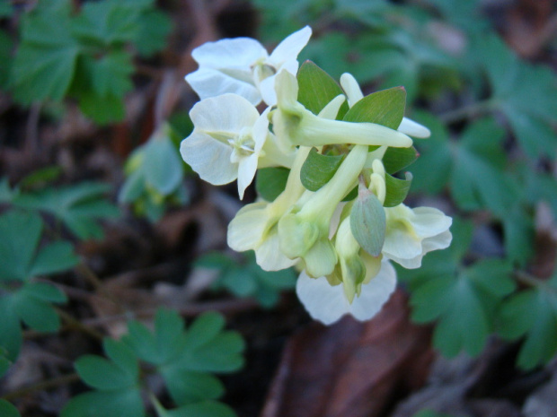 Corydalis malkensis