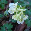 Corydalis malkensis