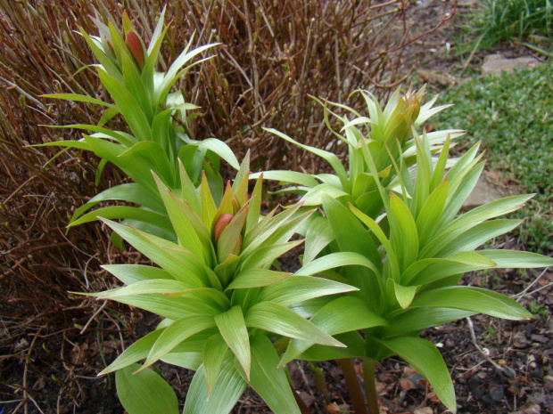 Fritillaria eduardii