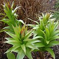 Fritillaria eduardii