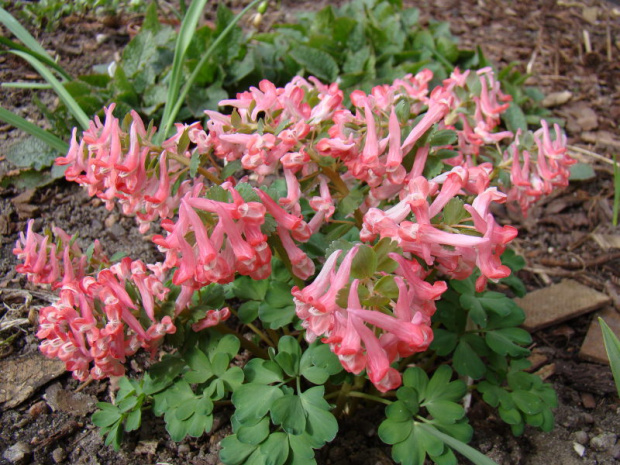 Corydalis solida subsp. solida 'Beth Evans'