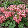 Corydalis solida subsp. solida 'Beth Evans'