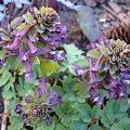 Corydalis solida