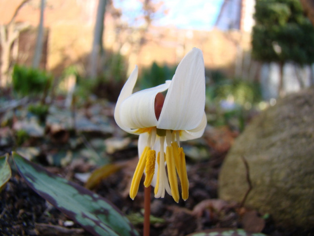 Erythronium caucasicum