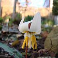 Erythronium caucasicum