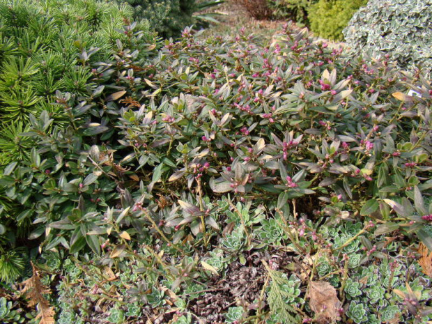 Polygala chamaebuxus var. grandiflora