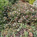 Polygala chamaebuxus var. grandiflora