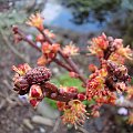 Acer rubrum 'Sekka'